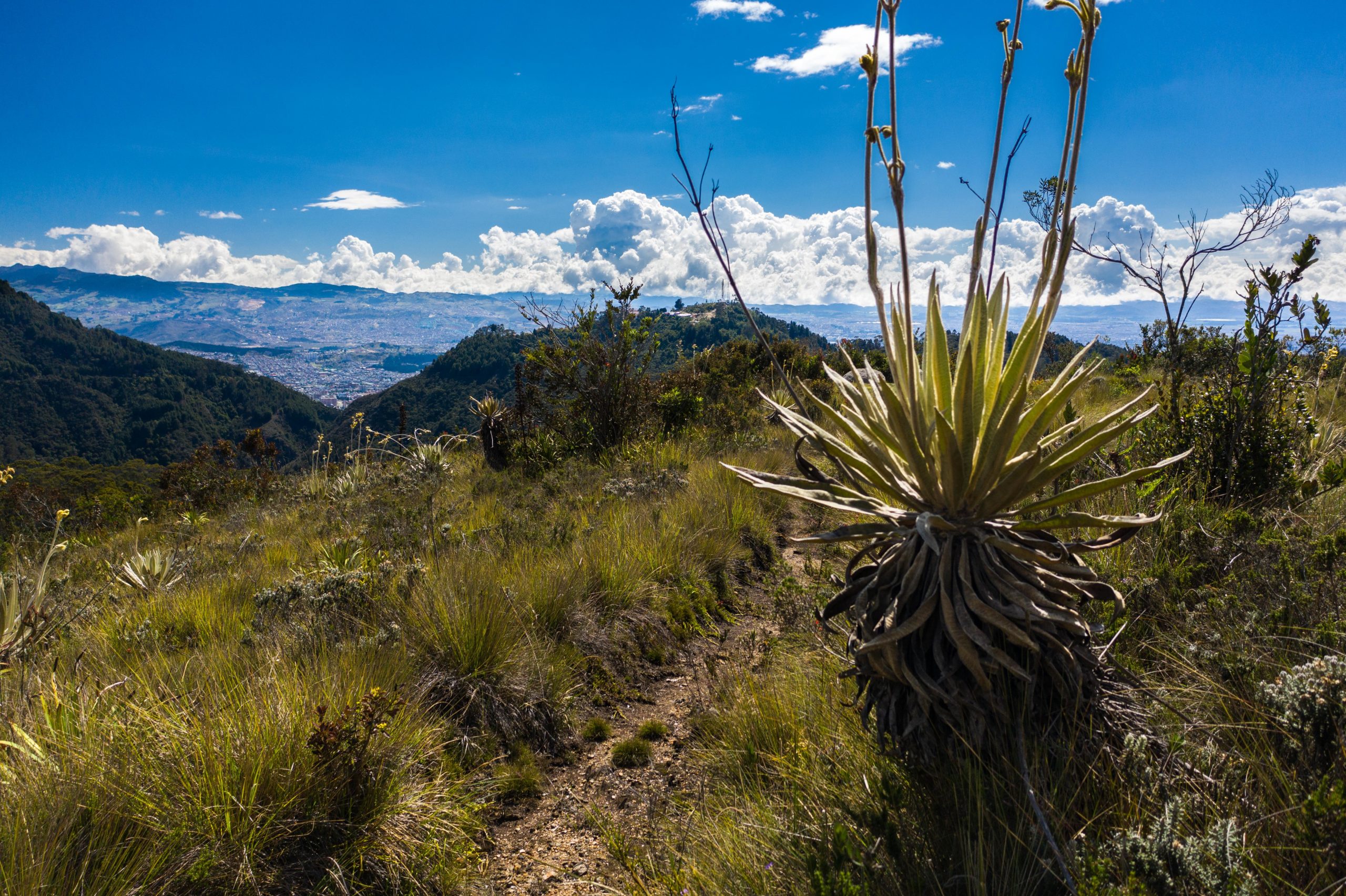 Tesoro Natural Que Hay Dentro De Los Cerros Orientales Bacata Stereo