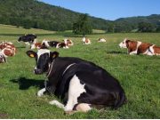 Tenjo ofrece Capacitación en Buenas Prácticas Ganaderas