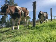 La CAR impulsa iniciativas que mitiguen la desertificación y sequía en los suelos del territorio
