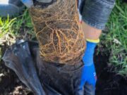 Cajicá realizó jornada de Siembra