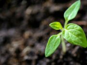 Convocatoria ambiental en Cajicá