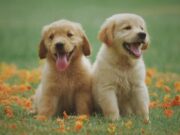 Cota ofrece jornada de Vacunación Antirrábica