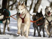 Facatativá ofrece jornada de Vacunación Antirrábica