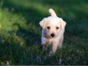 Sea parte de la Segunda Jornada de ‘Mosquera PET’