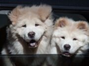 Tenjo ofrece jornada de Vacunación Antirrábica