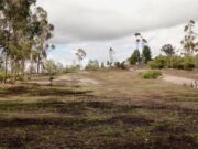 Avanza la espinosa lucha de la CAR contra el retamo