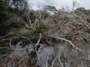 CAR impone sanción por tala de 45 árboles nativos