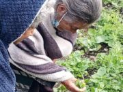 Huertos terapéuticos en Cundinamarca