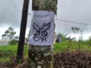 La CAR inició proceso sancionatorio por 41 árboles que fueron talados en Albán