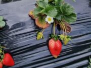 Las fresas de Sibaté se venderán en Francia