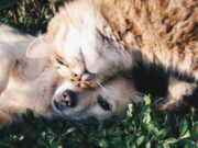 Cajicá ofrece jornada de Bienestar