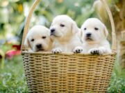 En Madrid, jornada de Vacunación Antirrábica