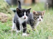 En Mosquera, jornada de Vacunación Antirrábica