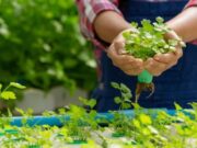 En Sibaté, Huertas Urbanas