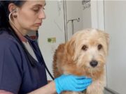 En Tocancipá, Bienestar Animal