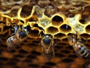 Facatativá ofrece Curso de Apicultura