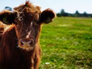 Facatativá ofrece Día de Campo