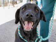 En Sopó, Feria de mascotas y adopción