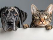 Jornada de Vacunación Antirrábica en Sopó