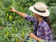 Sibaté ofrece jornada de Capacitación