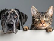 Sibaté ofrece jornada de Esterilización