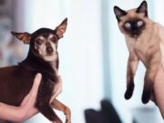 Sibaté realizará jornada de Esterilización