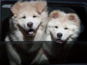 Tabio ofrece jornada de Bienestar Animal