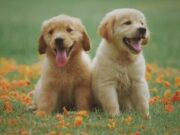 Tenjo ofrece jornada de Vacunación Antirrábica