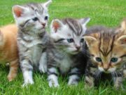 Tenjo ofrece jornada de Vacunación Antirrábica