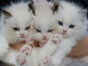 Tenjo ofrece jornada de Vacunación Antirrábica