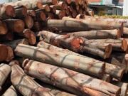 CAR y Policía Nacional incautan 600 varas de madera en Zipaquirá