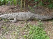 CAR y Universidad Nacional unidos por la defensa del caimán aguja
