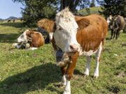 Charla sobre el Sector Lácteo en Tenjo