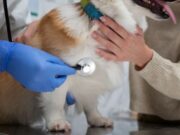 En Cajicá Jornada de Vacunación para Macotas