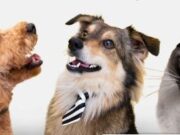 En Madrid Jornada de Vacunación para las Mascotas