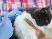 En Sibaté Jornada de Vacunación Canina y Felina