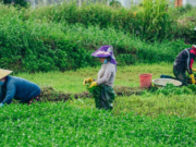 En Sibaté participe del Curso “alistar zona para plantación”