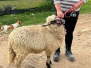 En Tocancipá, Programa Ambiental