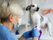 Comienzan inscripciones de Jornada de Esterilización en Zipaquirá