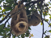La CAR reubicó a Los Perezosos de Sasaima