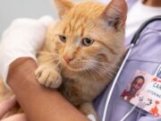 Participe de la Jornada de Esterilización y Desparasitación para Mascotas en Sopó