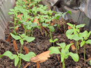 Reforestación estratégica contra el Cambio Climático