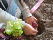 Siembra del Programa de Agricultura Familiar con madres del ICBF