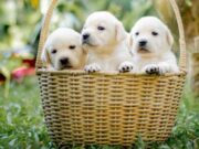 Sopó ofrece jornada de Vacunación Antirrábica