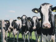 Tabio ofrece Charla de Crisis Lechera