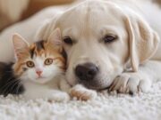 Convocatoria para ser miembro del Comité Municipal de Protección y Bienestar Animal en Tabio