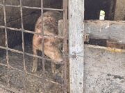 Medida Preventiva para Criadero de Cerdos Cercano al Río Tunjuelo