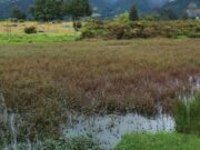 CAR Anuncia Inversión de 80 Mil Millones para Expansión de Reserva Thomas van der Hammen