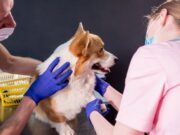 En Cajicá Jornada de Vacunación Antirrábica para Mascotas