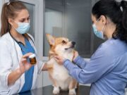 En Madrid Vacunación canina y Felina